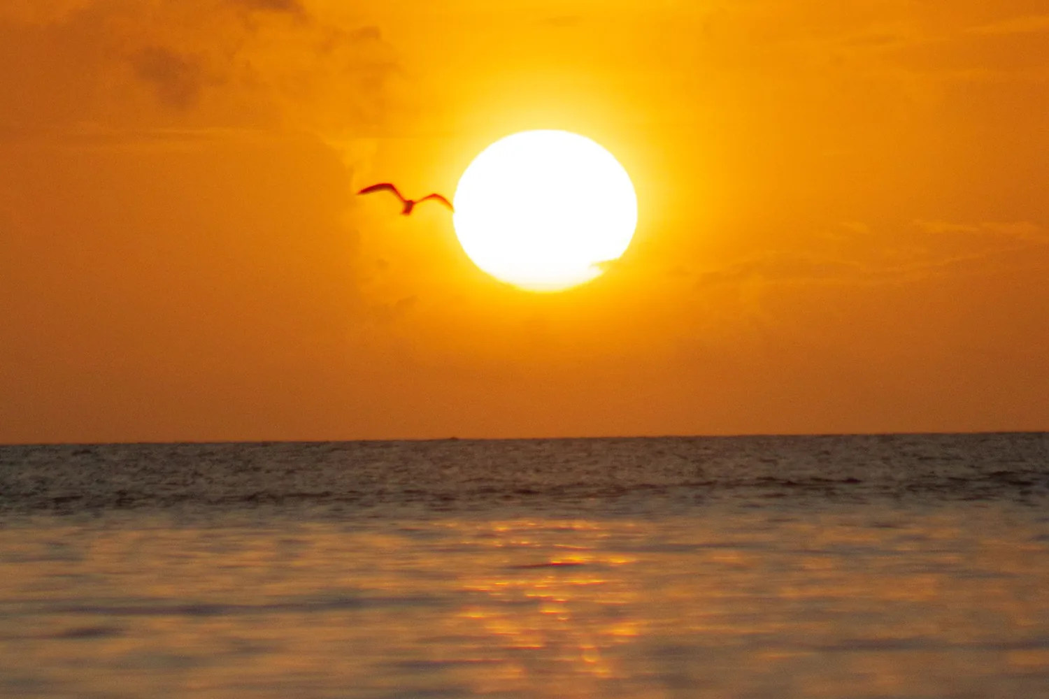 A golden sunset over the Caribbean Sea off Grenada with a seabird in flight